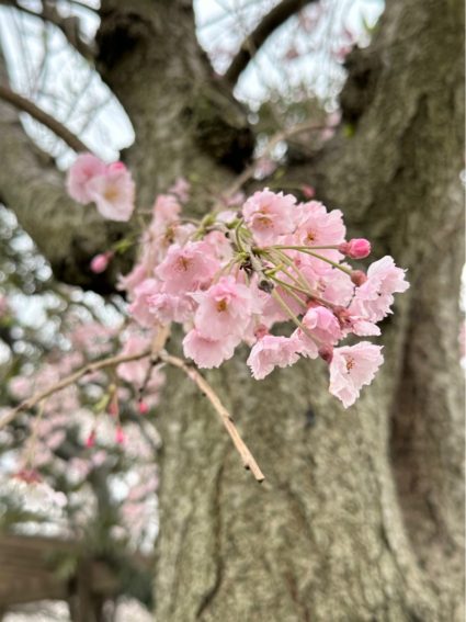 八重紅枝垂