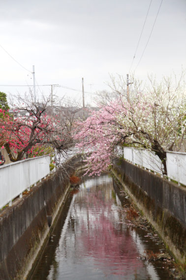 二ヶ領用水の桃と河津桜